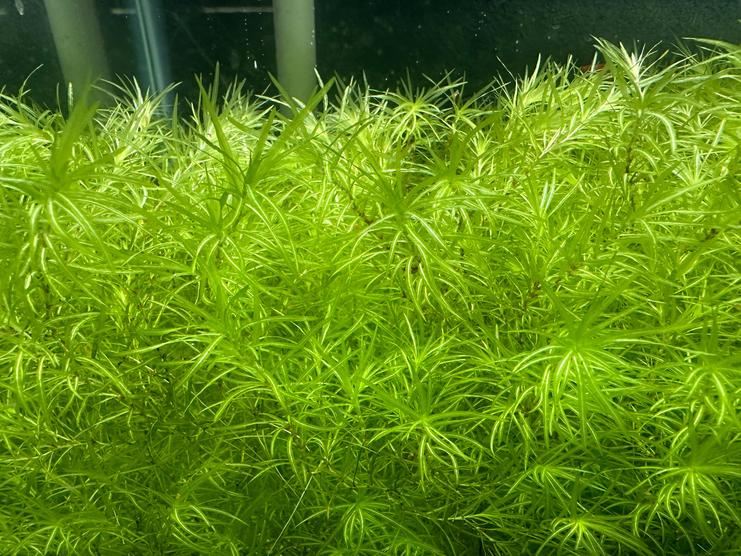 Guppy Grass