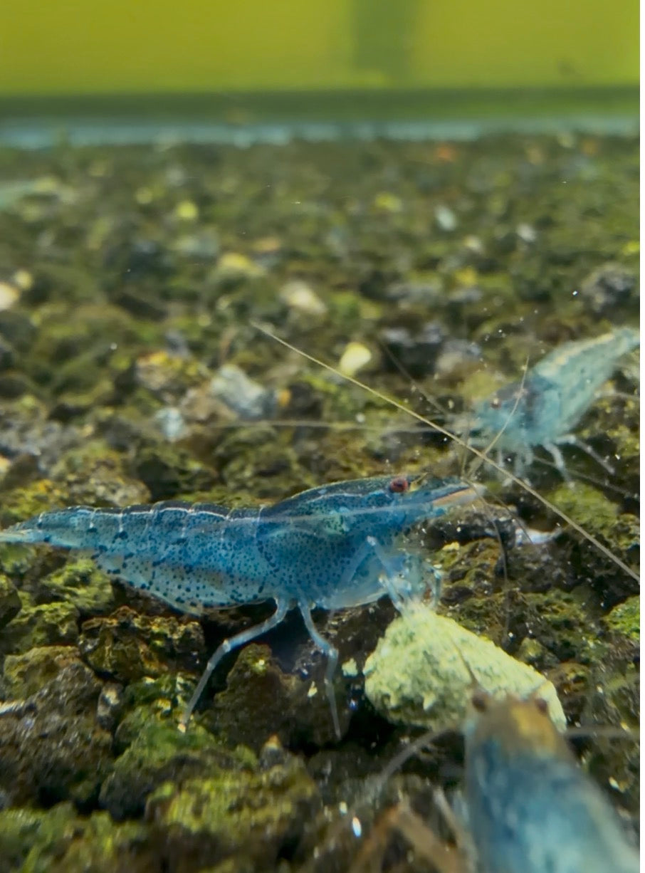 Aura Blue Tigers (in Neocaridinia Parameters)