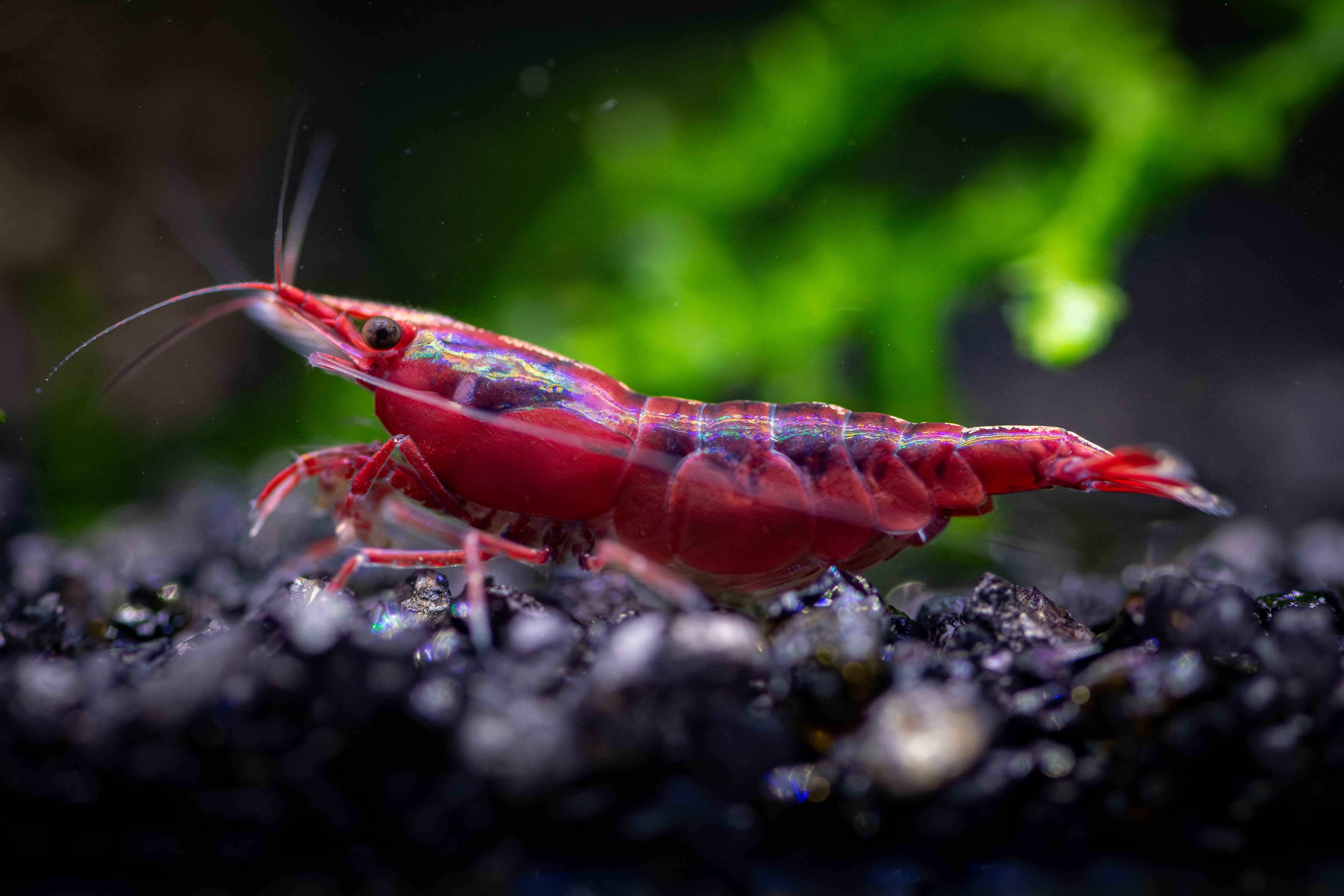 Fire Reds Grey Fire Reds – MaxAquatic