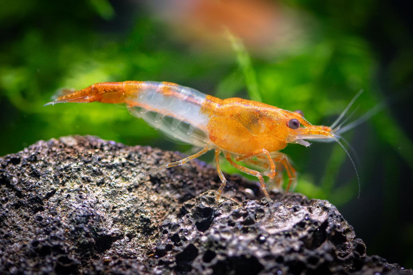 Orange Rili