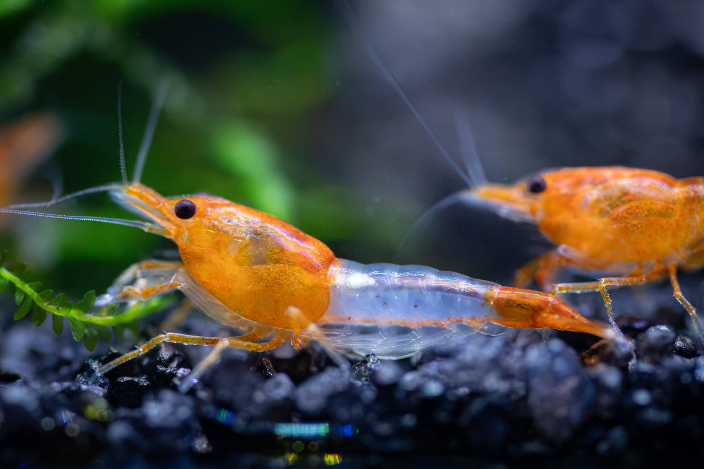 Orange Rili