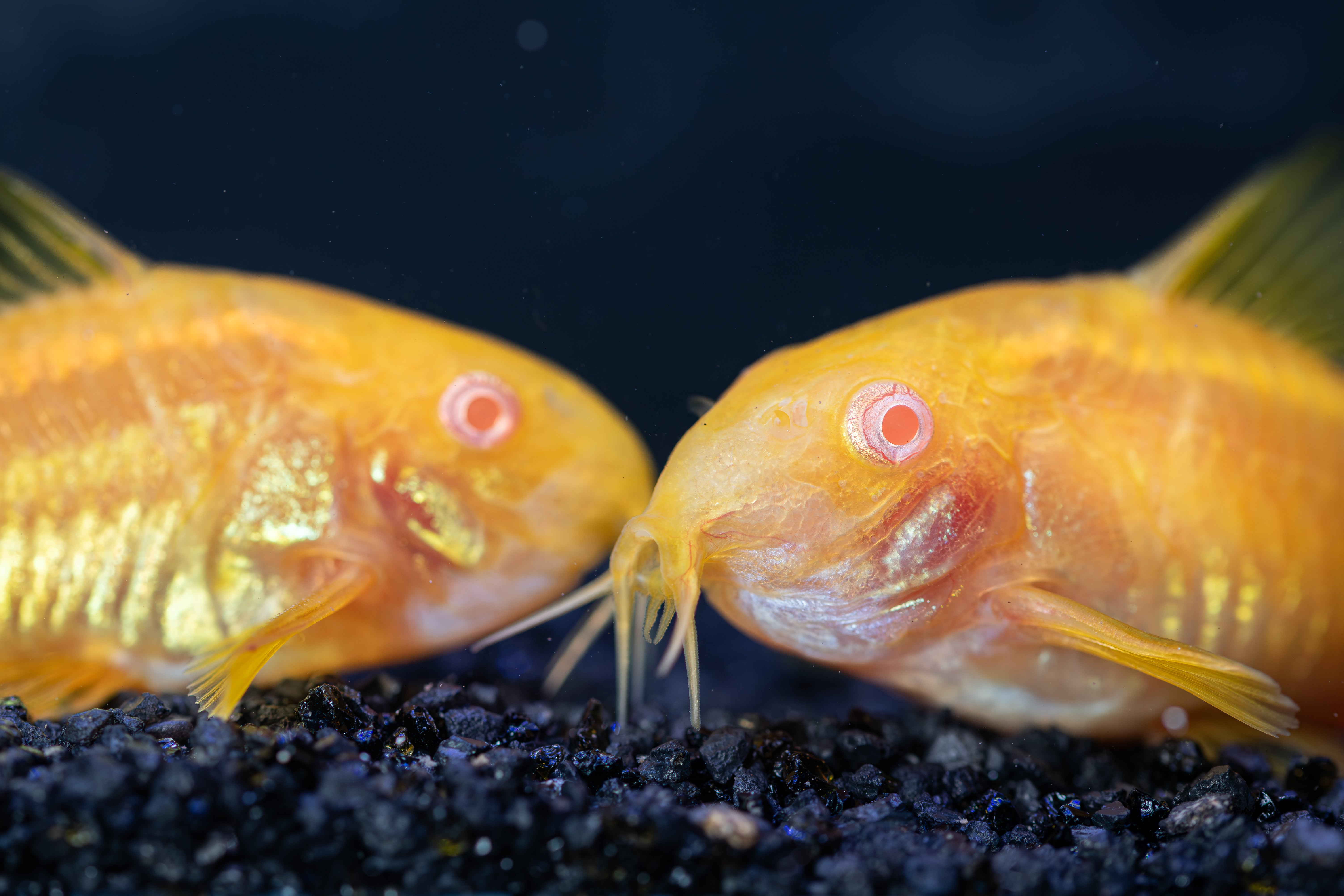 Laster Fish Albino Gold Laser – MaxAquatic