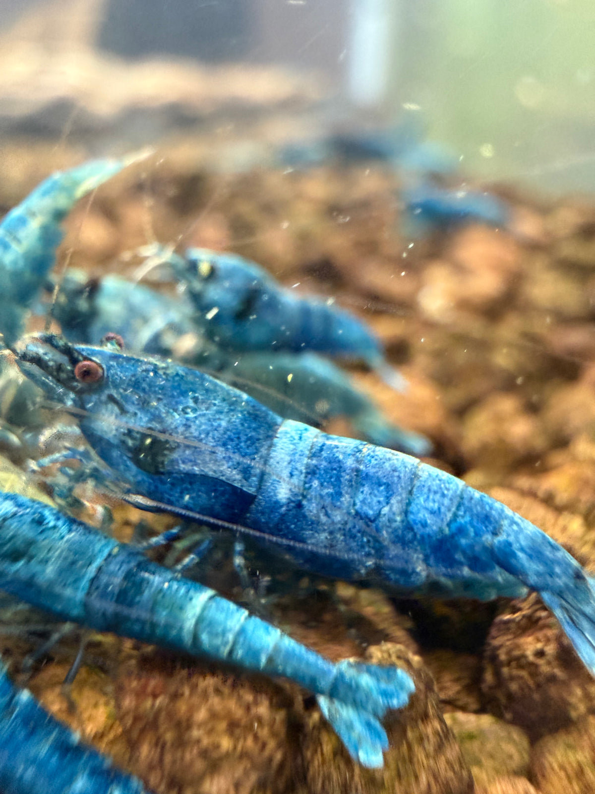Extreme Blue Bolts