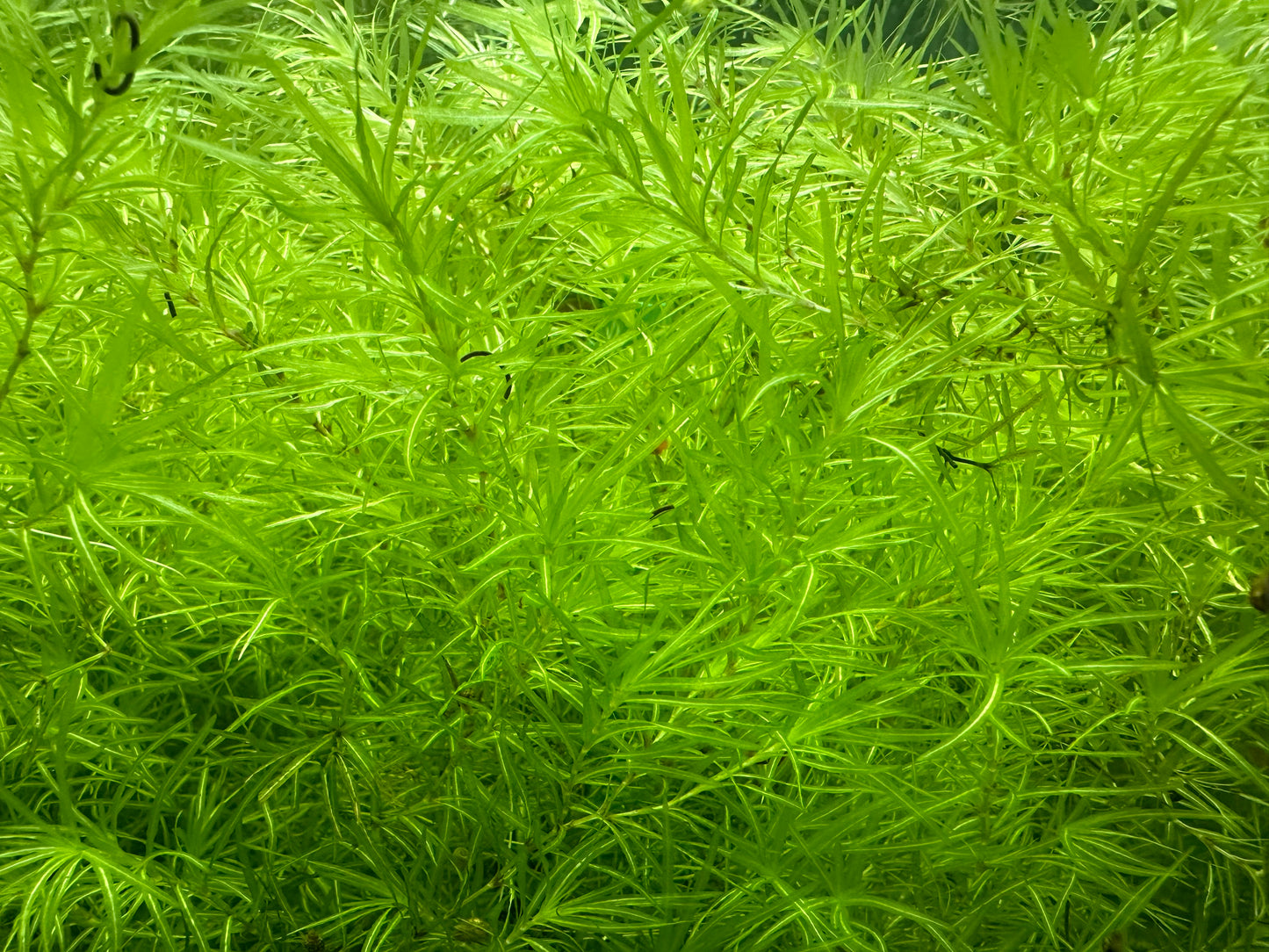 Guppy Grass