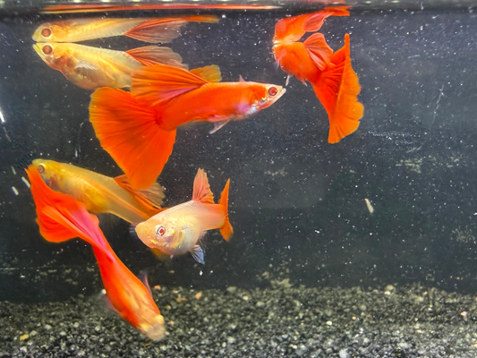 Full Red Albino Guppy