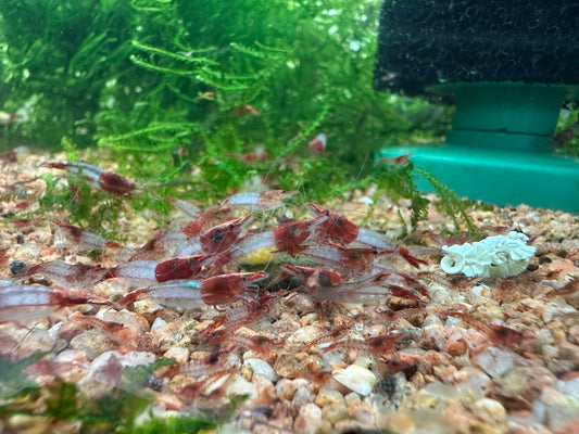 Red Rili