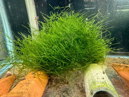 Taiwan Moss