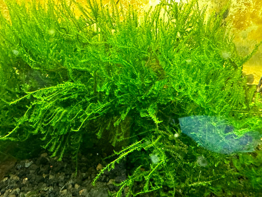 Peacock Moss