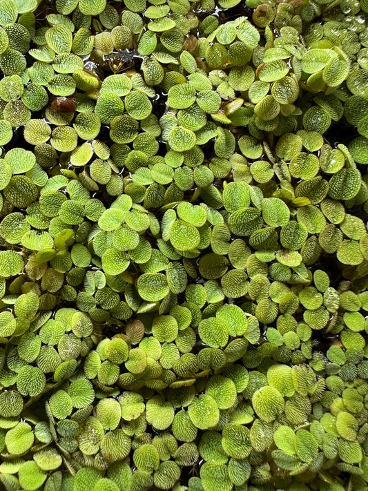 Salvinia minima