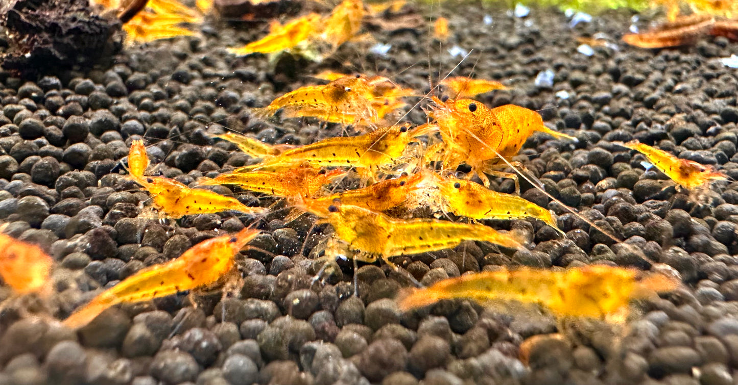 Tangerine Tiger (in neocaridina parameters)